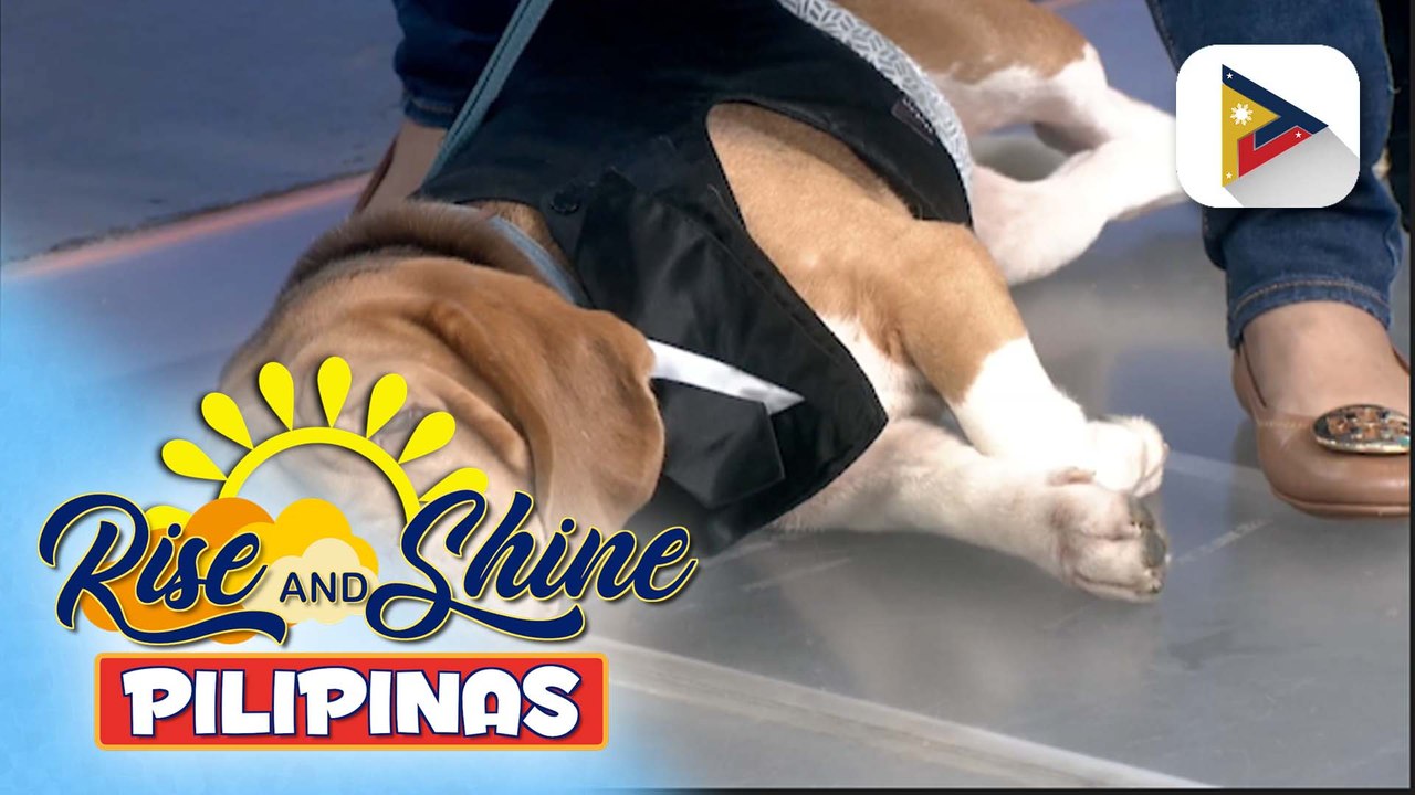 Wednesday Pet's Day | Baltik and Apollo