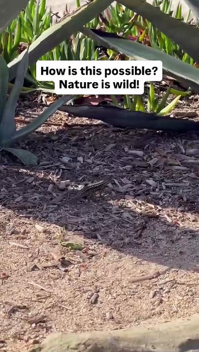 Real Life Dragon? 🐉 Fire-Breathing Orange Bellied Lizard Caught on Camera! #NatureIsWild