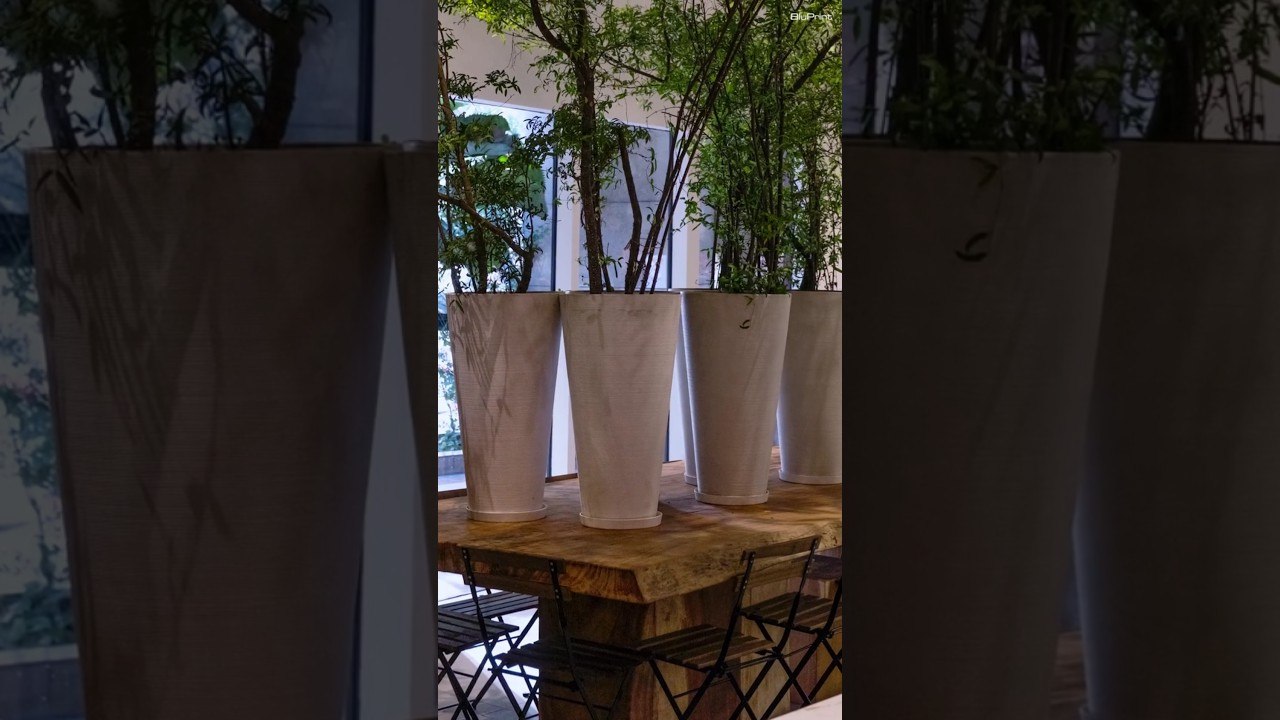 Drinking Coffee Under Real Trees at Ito Kish Ca...