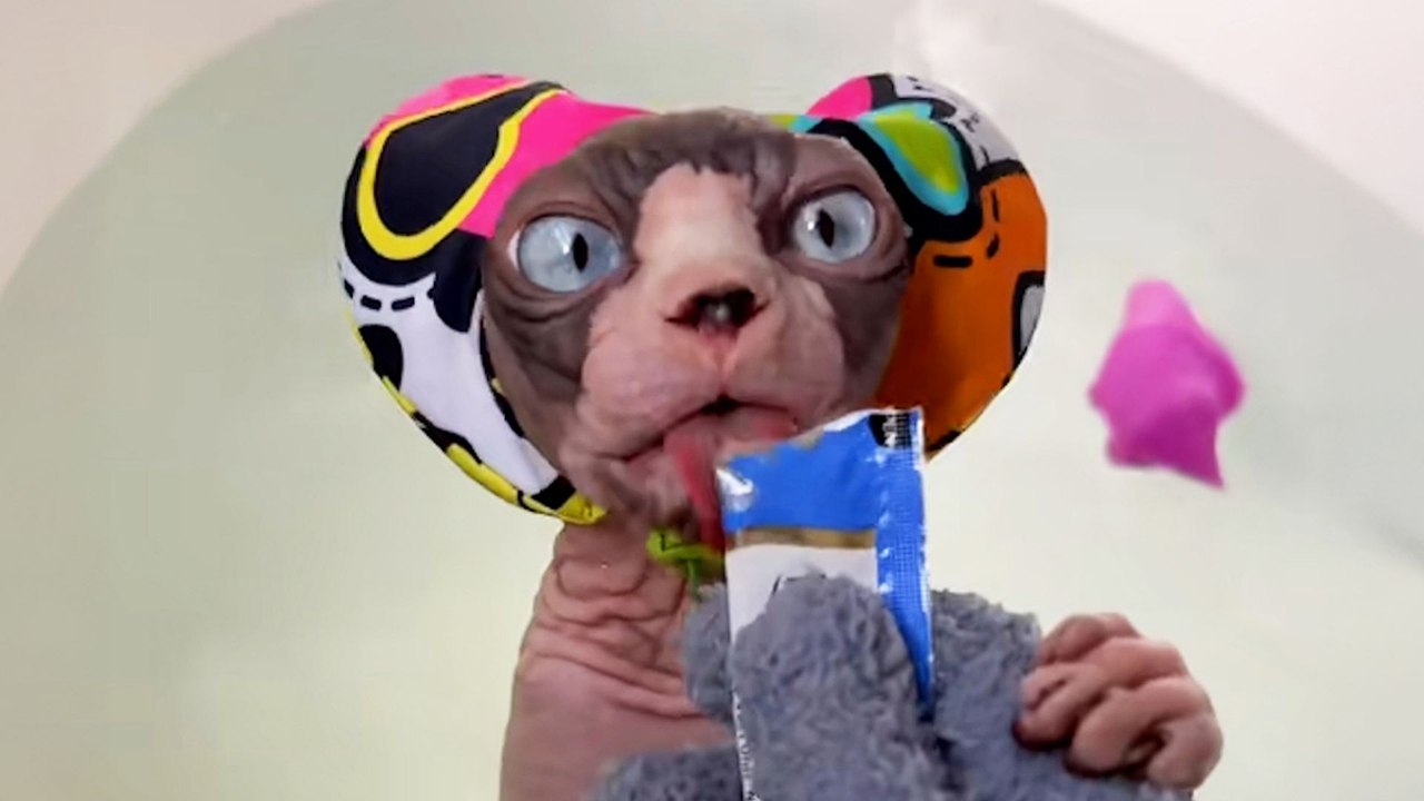 Hairless Cat Needs To Be Bribed To Get Out Of Bath