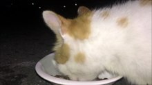 cat eating rice