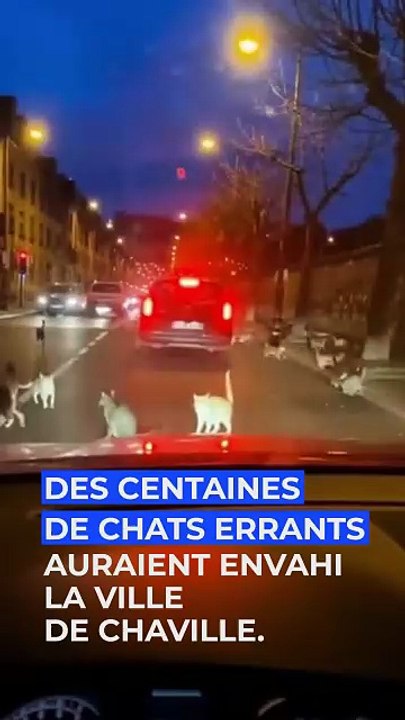 La SPA a lancé une pétition pour exhorter les maires et élus à renforcer leur politique pour stériliser et identifier les chats errants dans les communes de France