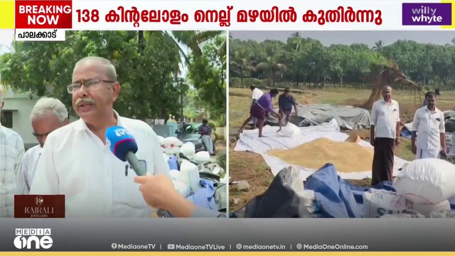 '138 കിന്റലോളം നെല്ല് മഴയിൽ കുതിർന്നുപോയി... കൊയ്‍ത്ത് കഴിഞ്ഞിട്ടും സംഭരണം പൂർത്തിയാക്കിയിട്ടില്ല'