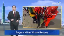 Volunteers, Coast Guard Team Up To Save Stranded Pygmy Whales