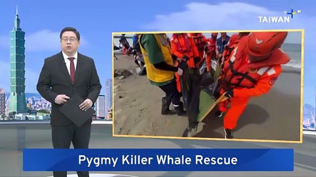 Volunteers, Coast Guard Team Up To Save Stranded Pygmy Whales