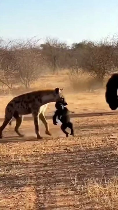 Animals life. To scary