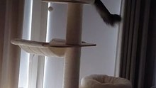 What a Jump :) #cat #funny #cats #funnycats