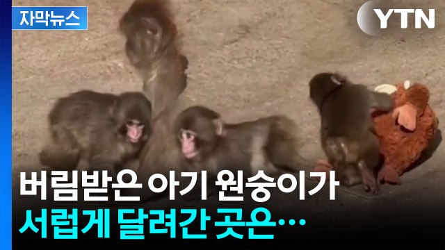 [자막뉴스] 버림받은 아기 원숭이가 달려간 곳은...눈물 나는 영상 / YTN