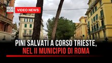 Pini salvati a Corso Trieste, nel II Municipio di Roma