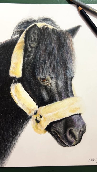Dessin réaliste d'un poney avec les crayons de couleur
