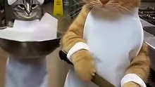 This cat's garlic-chopping skills are so professional!