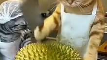 Don't touch a Chef's Durian!