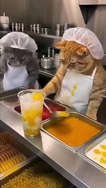 Cat chef's Mango Sago recipe gone wrong! 🥭😿#funnycats #chefcat #mangosago #kitchenfail