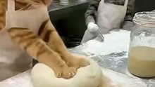 Why you should NEVER let cats knead dough
