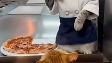 Watch the cat in orange... he's losing it!
