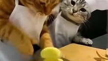 They said two chefs are better than one... they lied. 🤦 ♂️🐈