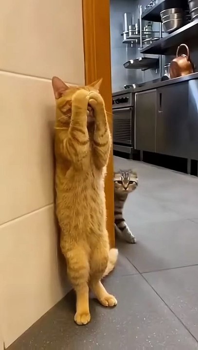 He didn’t even finish counting! 🤣#hideandseek #funnycats #catsoftiktok #instantkarma