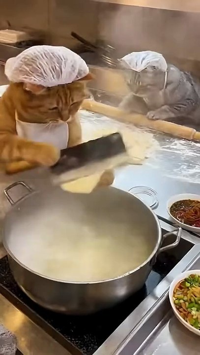 Do you want to eat knife noodles made by cats