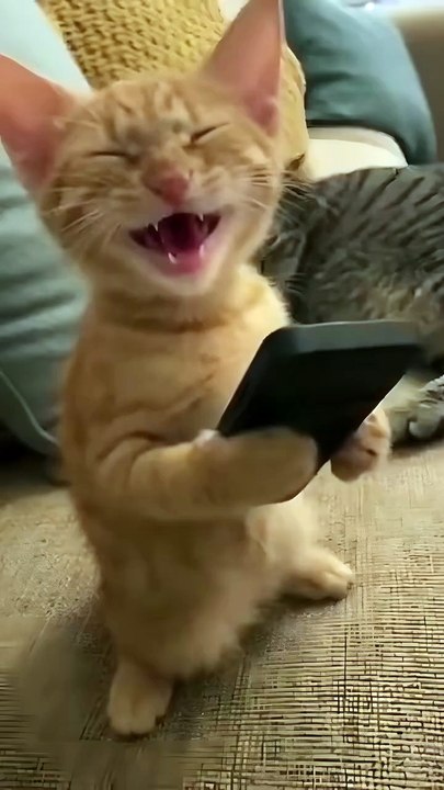 Show me what you’re laughing at! 😹👇