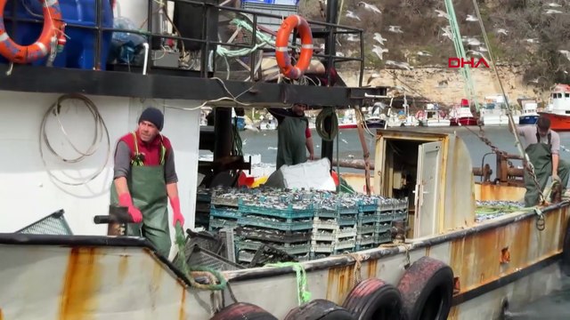 Karadeniz’de hamsi bereketi! 6 saatte 30 ton hamsi avladı