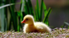 Baby duck