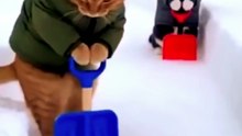 funny cat video