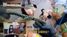 공격성을 막기 위해 쇠줄로 묶여 있던 늑대들! 오히려 더 사나워졌다?!