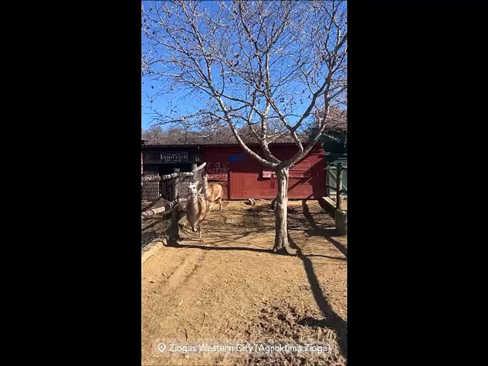 Οι αναρτήσεις του Κώστα Δόξα μετά τον αποκλεισμό του από το J2US - Σε αγρόκτημα στη Θεσσαλονίκη