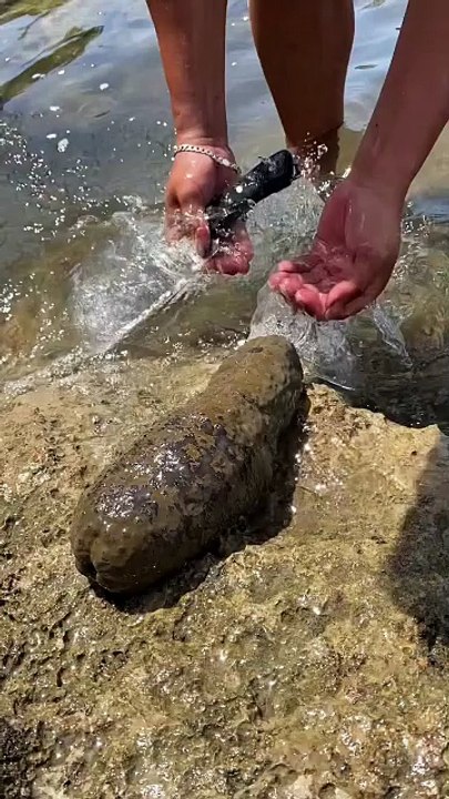 Cleaning a Rare Sea Cucumber | Expert Asian Style Seafood Prep