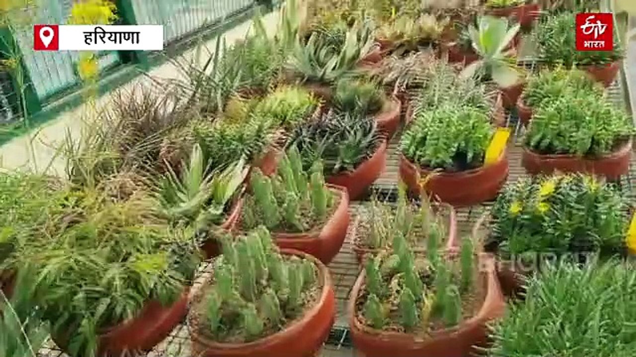पंचकूला में एशिया का सबसे बड़ा कैक्टस गार्डन !, 1500 किस्मों के साथ 28 फीट लंबा कैक्टस बना लोगों के लिए अजूबा