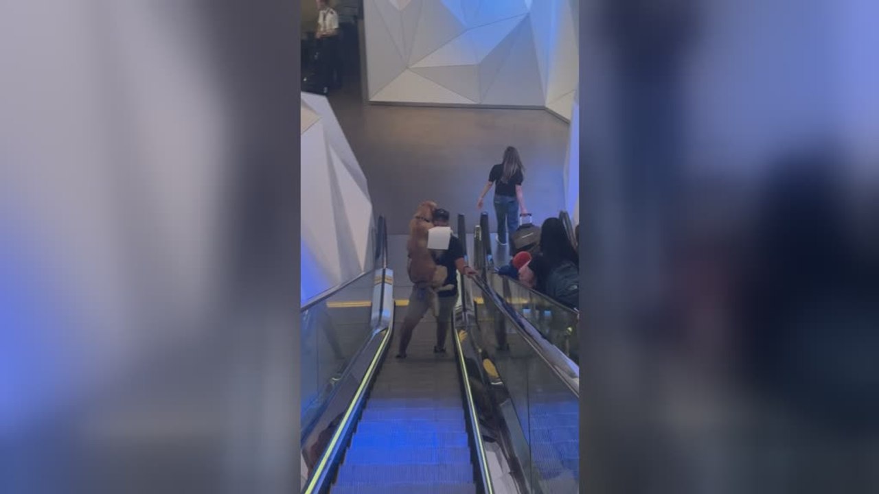 Man Carries Golden Retriever Up Escalator Like a Baby