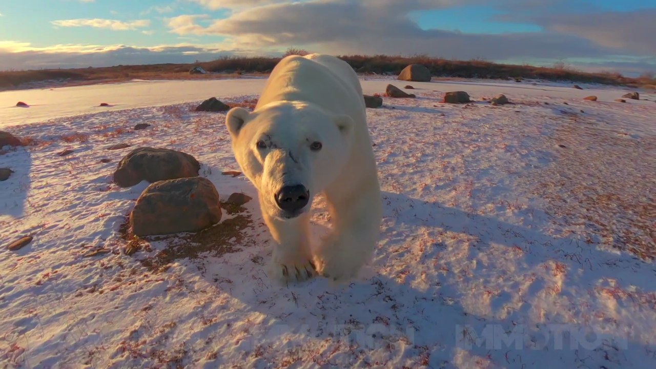 Polar Odyssey