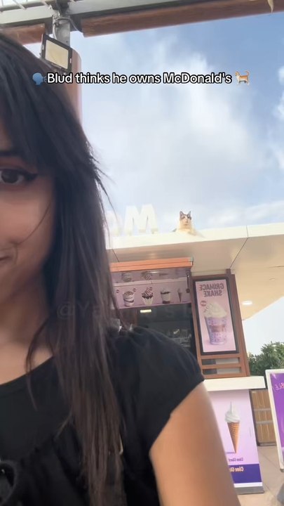 When I saw a cat totally chilling on a McDonald’s sign in Morocco 😹 (filmed on July 23, 2025)
