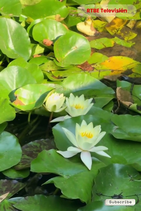 ✅ El Jardín de la Paz: la joya oculta de la UNESCO que puedes descubrir en RTBE Televisión