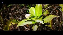 La tierra un planeta muchas vidas_ episodio 3_ vegetación