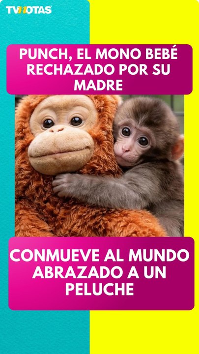 Punch, el mono bebé que conquistó al mundo abrazando un peluche