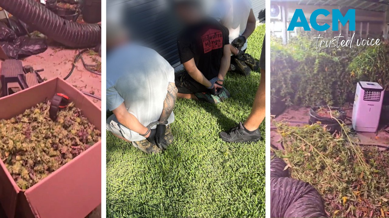 $2.1 million in cannabis seized in south Sydney raid