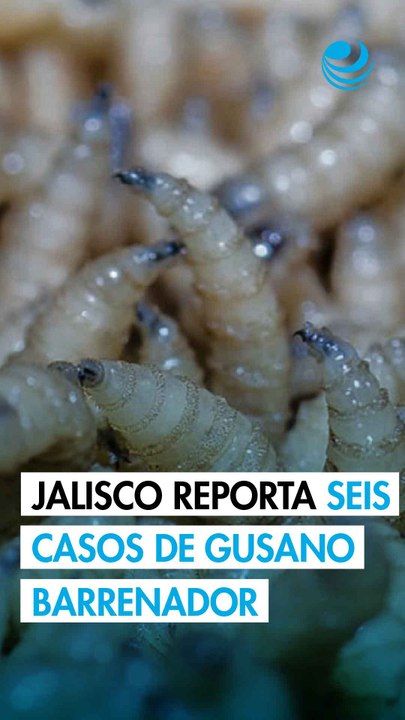 Jalisco reporta seis casos activos de Gusano Barrenador del Ganado