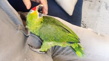 Parrot Shows Up At This Couple's House At Just The Right Time