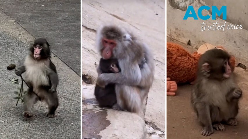 Little Punch the macaque at Ichikawa City Zoo has been filmed walking on his hind legs, and with his new skill has come new respect and attention from his macaque peers. This video includes ACM-produced voiceover powered by AI.