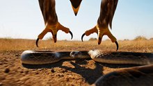 Eagle POV – Sky Dive Strike
