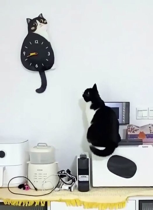 Copy cat