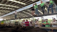 Local buyers dominate Naracoorte store cattle sale ahead of forecast rain