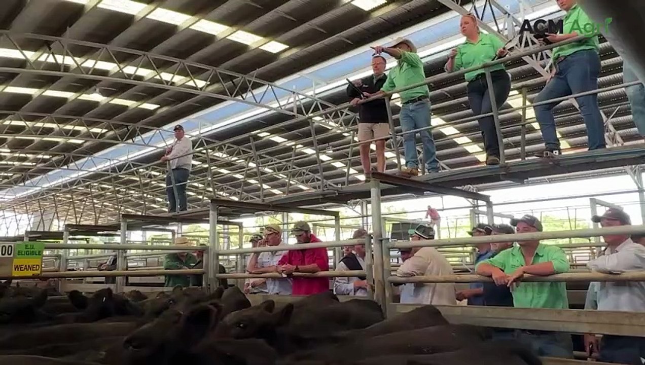 Local buyers dominate Naracoorte store cattle sale ahead of forecast rain