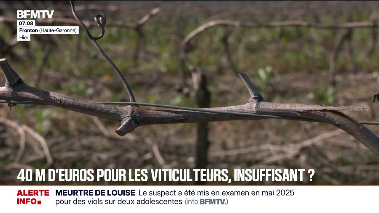 "Je ne suis pas sûr que ça sauve les vignerons": l'Union européenne va débloquer 40 millions d'euros pour la filière française du vin