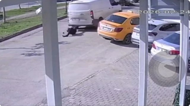 Yolun ortasında cep telefonu ile ilgilenen yayaya kamyonet çarptı