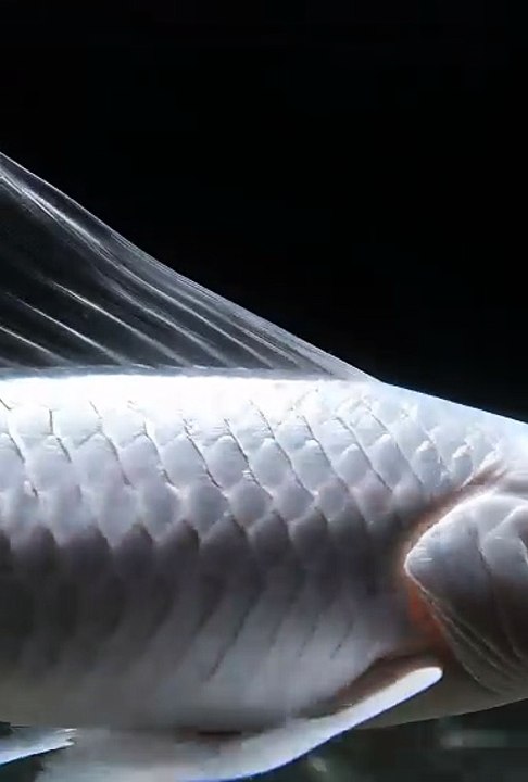 "Daily Viral Desi Masti – Bokaro se duniya tak! 😂🇮🇳 Jharkhand-Bihar ke desi swag wale viral reels! Roz ka fresh content: local funny videos, Bhojpuri style comedy, family hasi-mazaak, dosti ki bakaiti, attitude reels, trending desi challenges aur sab k