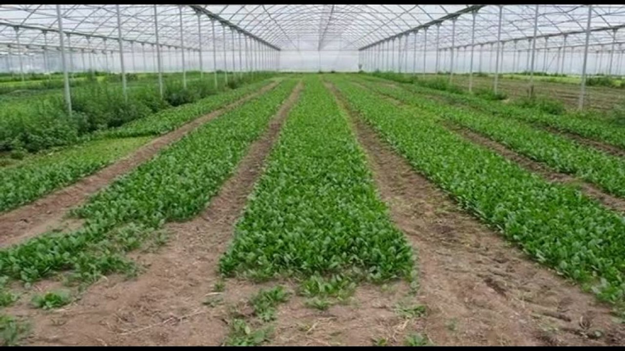 Da Naturasì nuova campagna per giusto prezzo ad agricoltori bio