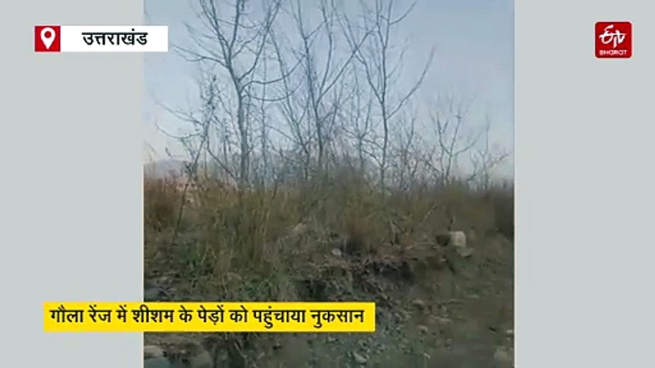 ठेकेदार ने बिना अनुमति शीशम के पेड़ों पर चलाई पोकलेन मशीन, वन विभाग ने सिंचाई विभाग से तलब की रिपोर्ट