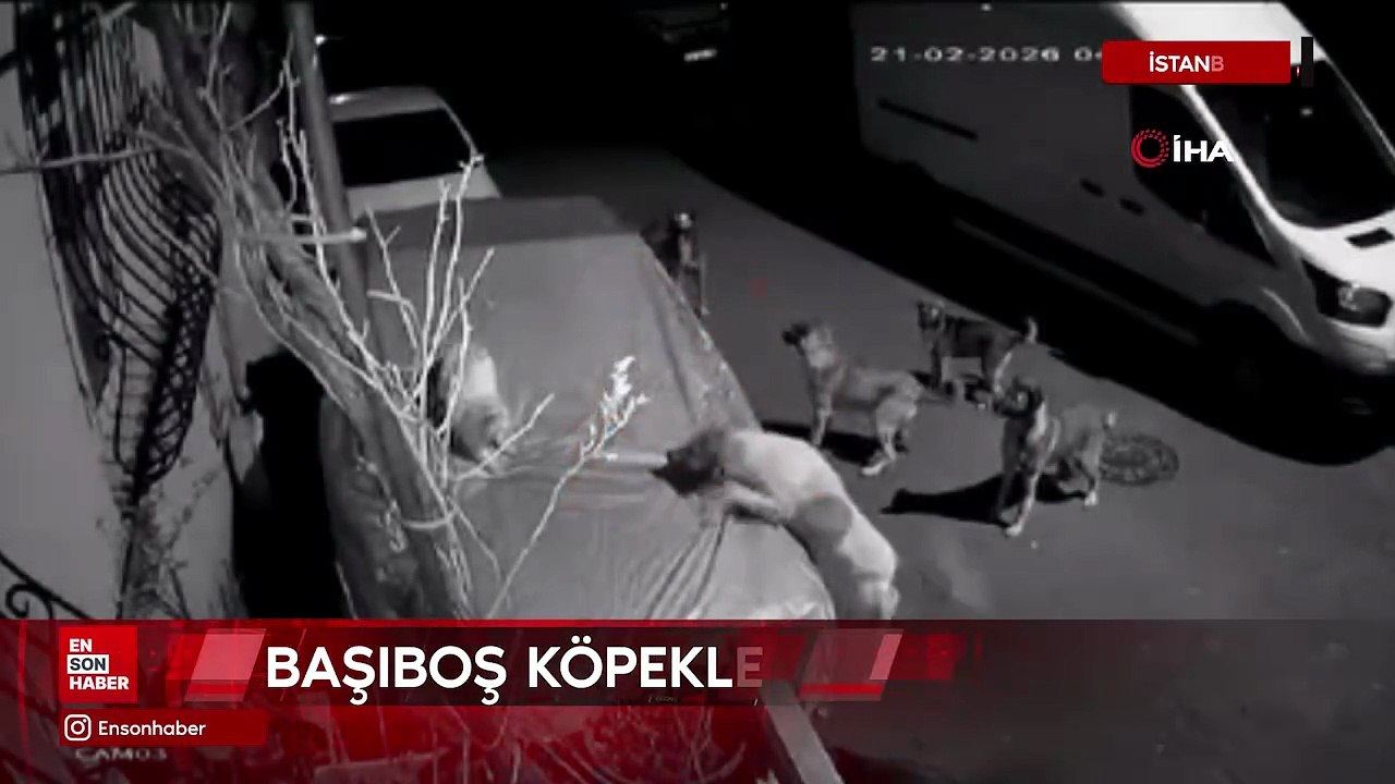İstanbul Başakşehir'de başıboş köpekler kediyi telef etti